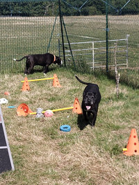 Sorties sur parcours des Chiens